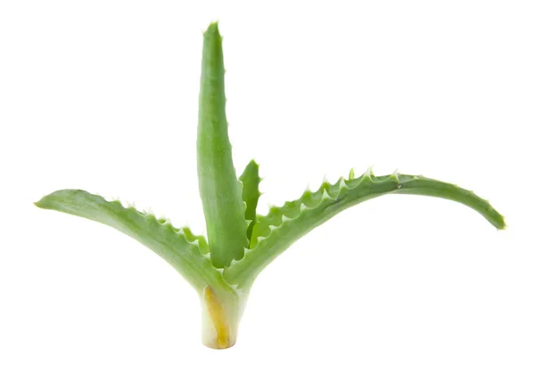 Aloe eristetty valkoisella pohjalla — kuvapankkivalokuva