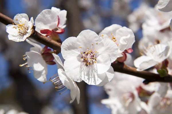 Árbol en flor con albaricoques sobre fondo azul del cielo — Foto de Stock