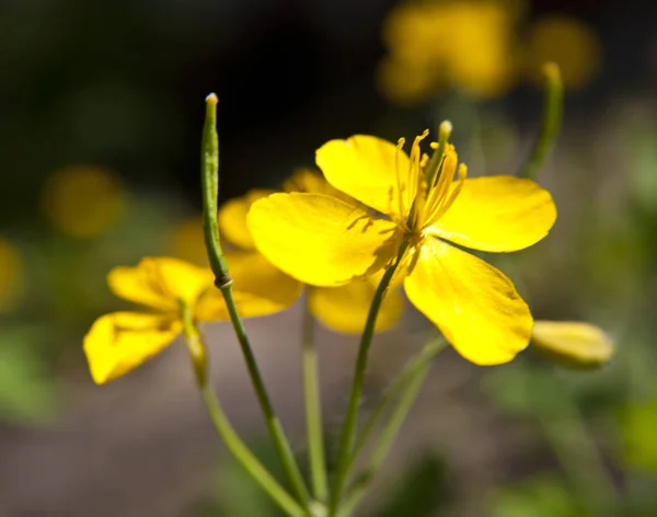 クサノオウの森で野生の植物を開花 — ストック写真