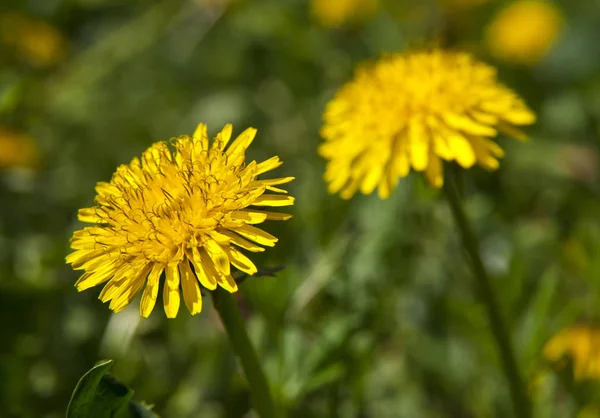 Весняний пейзаж жовті кульбаби квіти на траві — стокове фото