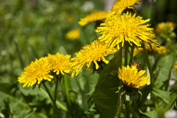 Primavera paisaje amarillo diente de león flores en la hierba — Foto de Stock