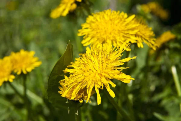 Primavera paisaje amarillo diente de león flores en la hierba — Foto de Stock