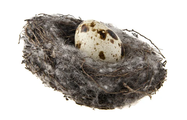 Kwartel eieren in een nest geïsoleerd op witte achtergrond — Stockfoto