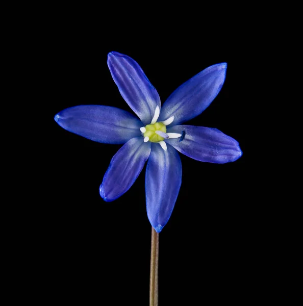 黑色背景上的蓝色雪花莲 — 图库照片
