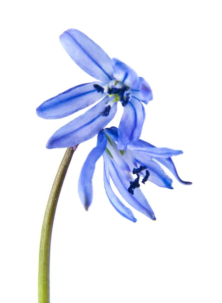 Fleurs bleu perce-neige isolé sur fond blanc — Photo