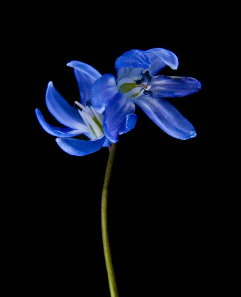 Nevadas azules sobre un fondo negro —  Fotos de Stock