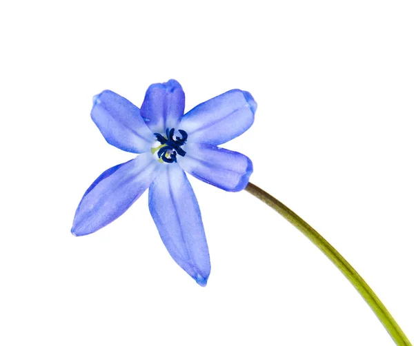 白色背景的蓝色雪莲花 — 图库照片