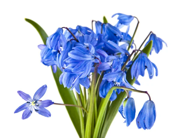 Fleurs bleu perce-neige isolé sur fond blanc — Photo