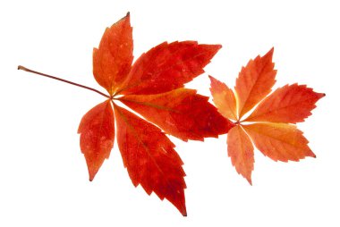 Beyaz arka plan üzerinde izole kırmızı üzüm yaprakları