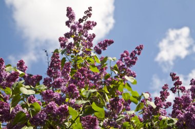 Mavi gökyüzü arka plan üzerine Eflatun çiçekler