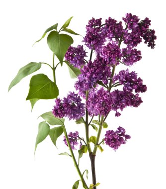 Beyaz arkaplanda yalıtılmış leylak çiçekleri