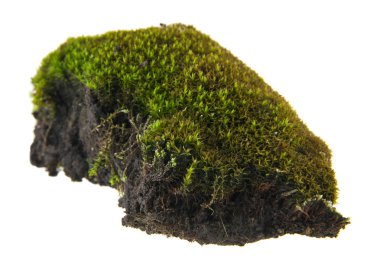 Beyaz arkaplanda yosun izole edildi