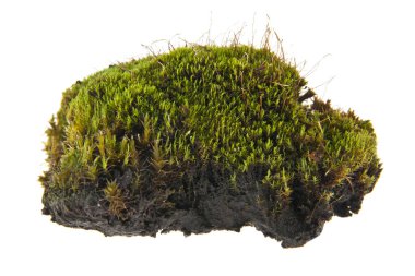 Beyaz arkaplanda yosun izole edildi