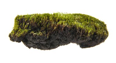 Beyaz arkaplanda yosun izole edildi