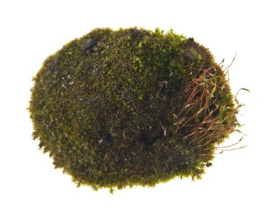 Beyaz arkaplanda yosun izole edildi