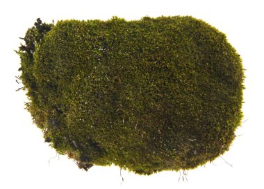 Beyaz arkaplanda yosun izole edildi