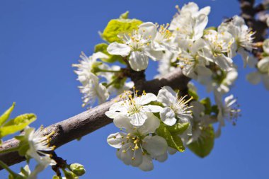 erik ağacı çiçek dal