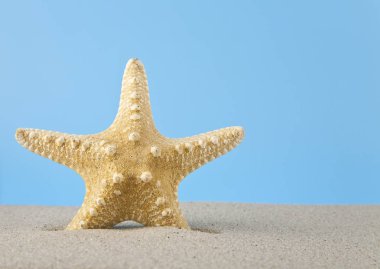 mavi bir arka plan üzerinde dinlenmek için kum deniz yıldızı