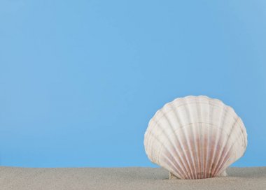 mavi bir arka plan üzerinde dinlenmek için kum deniz kabuğu