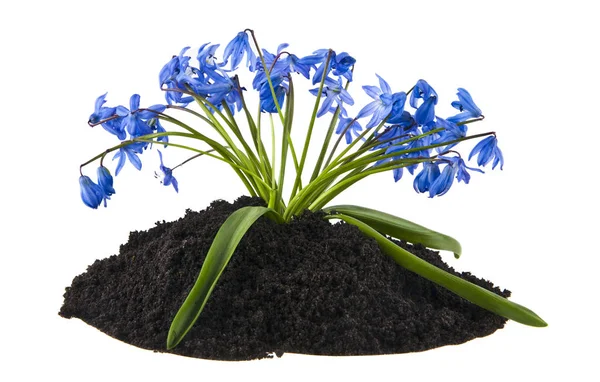 Blauwe snowdrop bloemen in de grond geïsoleerd op witte achtergrond — Stockfoto