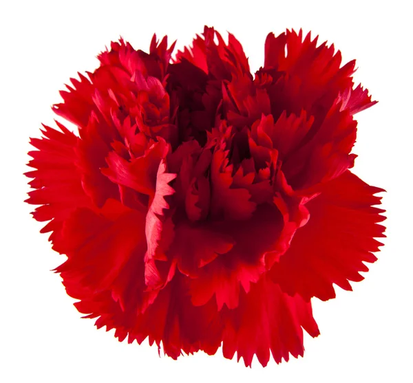 Red carnation flower isolated on white background — Stock Photo, Image