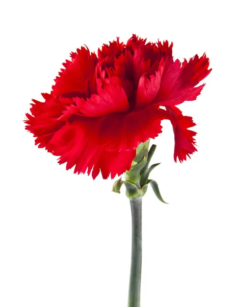 Flor cravo vermelho isolado no fundo branco — Fotografia de Stock