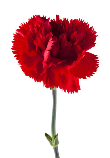 Flor de clavel roja aislada sobre fondo blanco — Foto de Stock