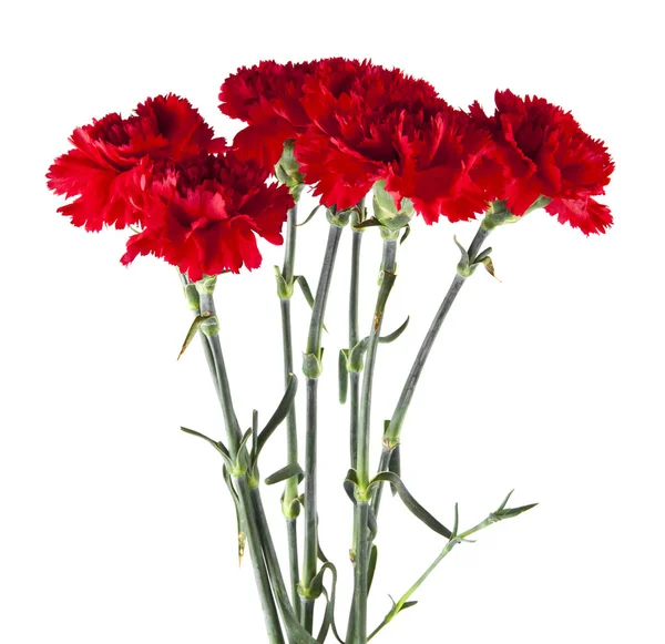 Red carnation flower isolated on white background — Stock Photo, Image