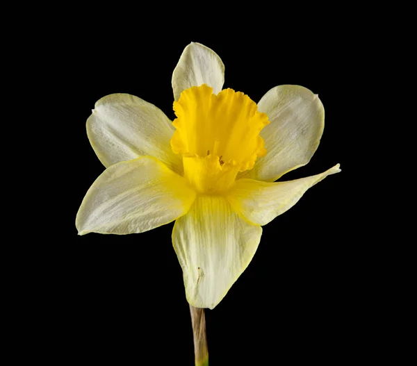 Bloemen van narcissen op een zwarte achtergrond — Stockfoto