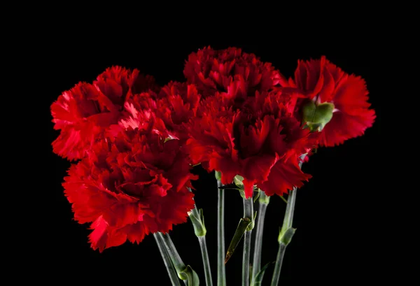 Carnation flowers isolated on a black background — Stock Photo, Image