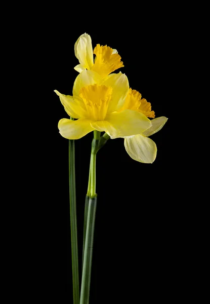 Flores de daffodil isoladas em um fundo preto — Fotografia de Stock