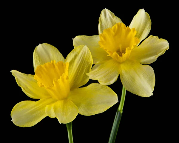 Květiny narcisů na černém pozadí — Stock fotografie