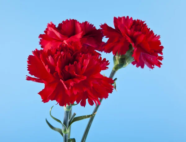 Czerwony Goździk kwiat na niebieskim tle — Zdjęcie stockowe