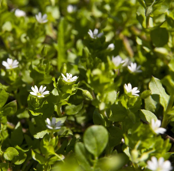 Paisaje primaveral de flores blancas en la hierba —  Fotos de Stock