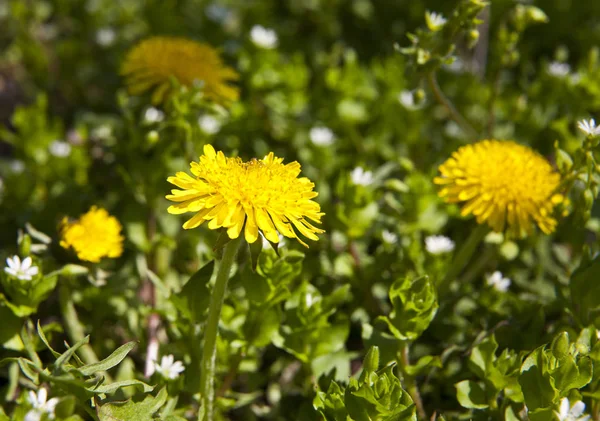 Primavera paisaje amarillo diente de león flores en la hierba — Foto de Stock