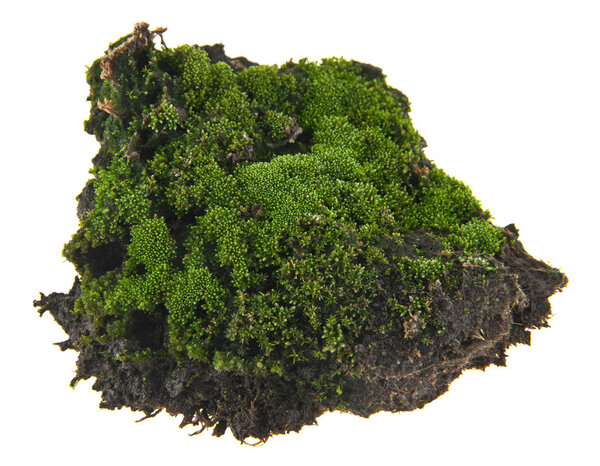 moss isolated on white background