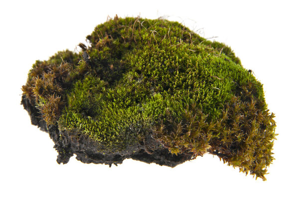 moss isolated on white background