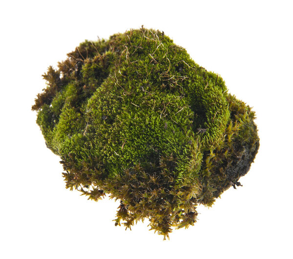 moss isolated on white background
