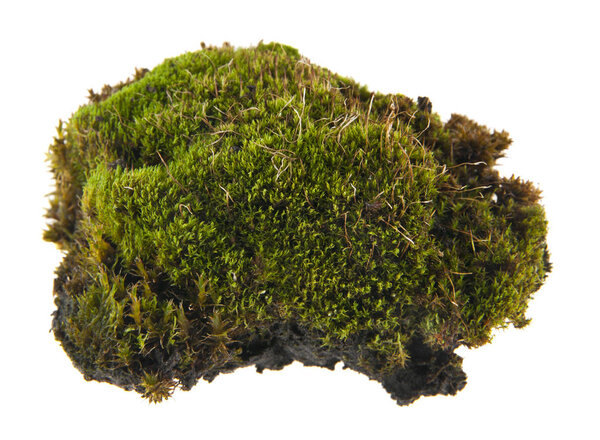 moss isolated on white background