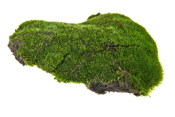 흰 배경에 분리 된 녹색 이끼 — 스톡 사진