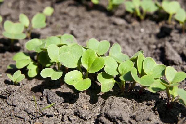 Radijs groeit. Jonge radijs planten in het veld, agrarische bac — Stockfoto