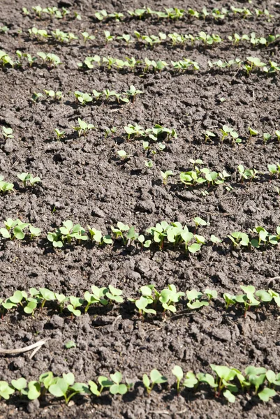 Radijs groeit. Jonge radijs planten in het veld, agrarische bac — Stockfoto