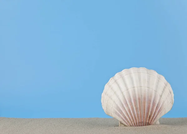 Muschel im Sand zum Entspannen auf blauem Hintergrund — Stockfoto