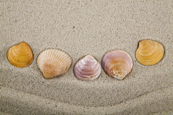 Seashells on sand for relaxation as background — Stock Photo, Image