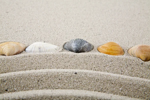 Arka plan olarak dinlenmek için kum üzerinde kabukları — Stok fotoğraf