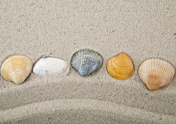 Seashells on sand for relaxation as background — Stock Photo, Image
