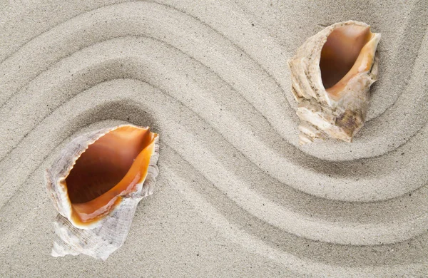Conchiglie sulla sabbia per il relax come sfondo — Foto Stock
