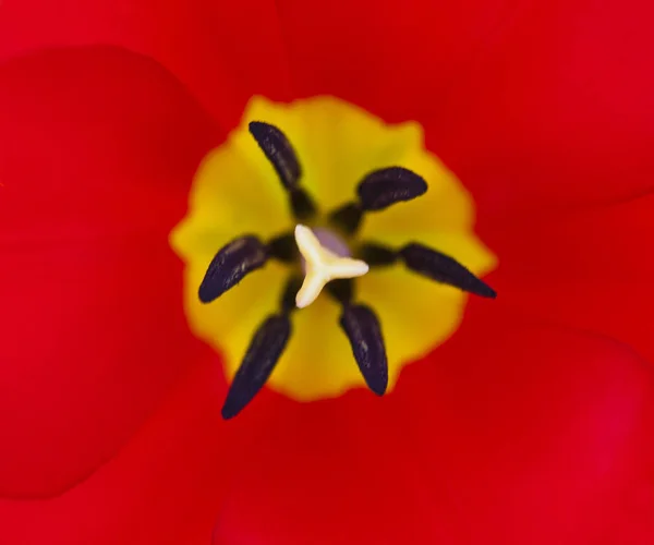 Closeup photo of red tulip core, abstract floral background — Stock Photo, Image