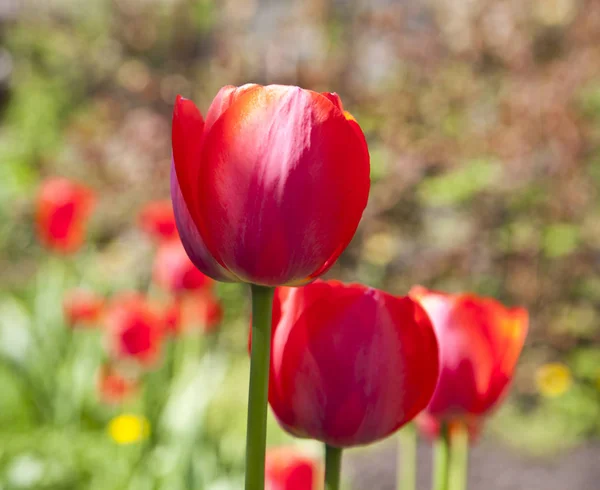 Foto de primer plano del núcleo de tulipán rojo, fondo floral abstracto —  Fotos de Stock