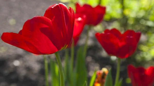 Foto de primer plano del núcleo de tulipán rojo, fondo floral abstracto —  Fotos de Stock